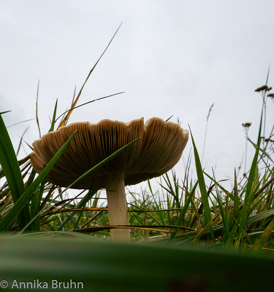 Pilz im Wind
